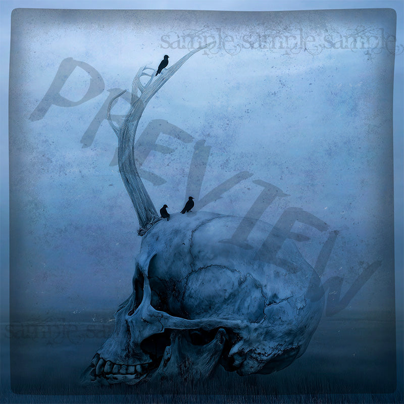 Album Art - Skull w 1 Antler and Crows
